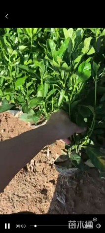 高度20厘米大叶栀子