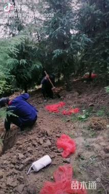 高度600厘米雪松