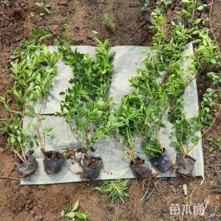 高度55厘米连翘小苗