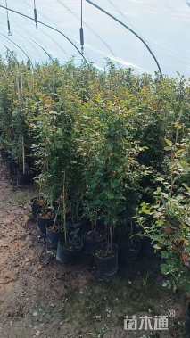 100厘米藤本月季