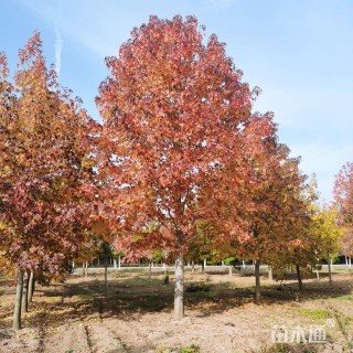 15公分北美枫香