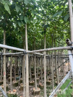 5公分红花风铃木