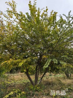 40公分(5杆)丛生朴树