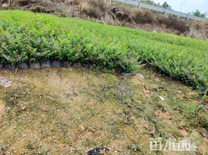 高度25厘米雪茄花