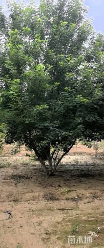 高度600厘米丛生五角枫