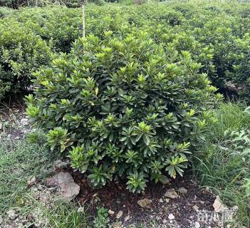 冠幅80厘米毛鹃球