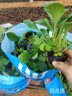 高度10厘米毛地黄