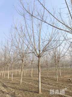 15公分金叶复叶槭