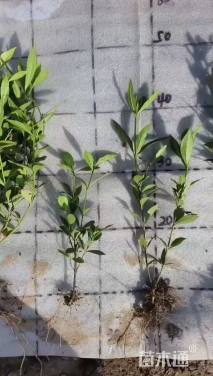 高度30厘米中叶栀子