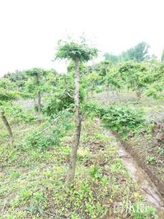 9公分造型对节白蜡