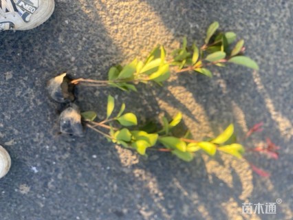 高度40厘米大花月季