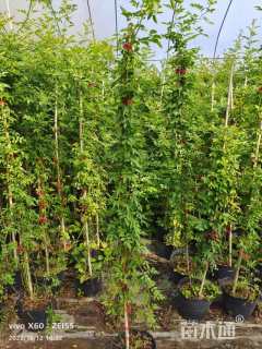 高度100厘米蔷薇