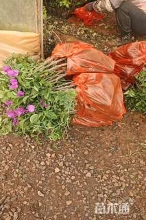 高度40厘米三角梅