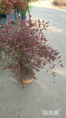 高度100厘米南天竹