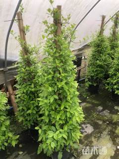 高度150厘米茉莉花