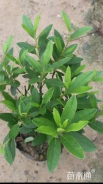 高度35厘米春鹃