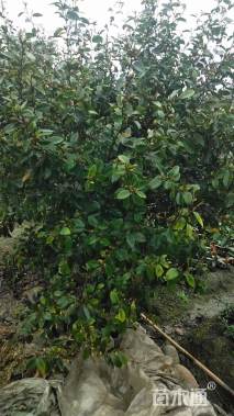 高度150厘米含笑