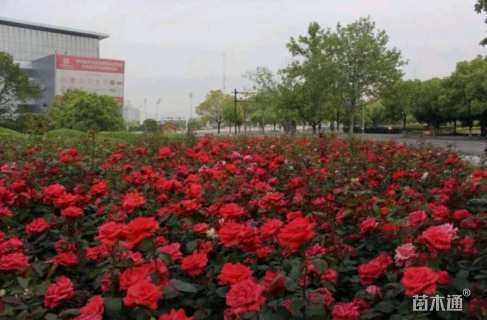 高度40厘米大花月季