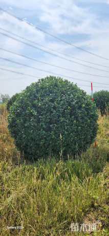 冠幅220厘米胶东卫矛球