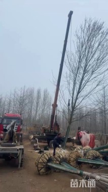 18公分美国红枫