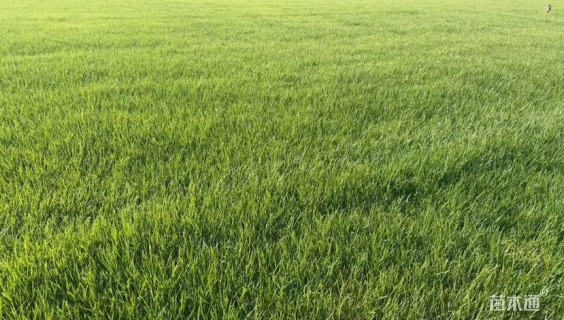 草卷状百慕大草