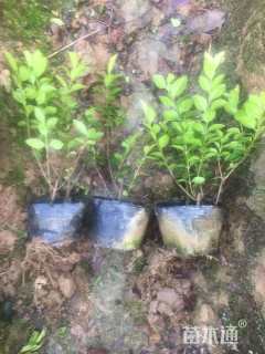 高度25厘米金叶女贞