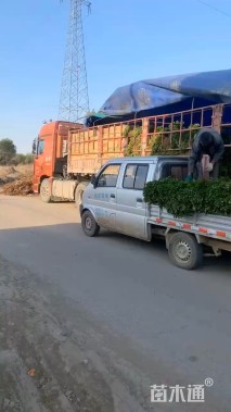 高度30厘米瓜子黄杨