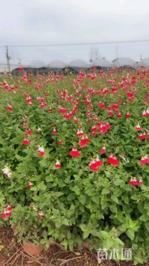 大杯苗樱桃鼠尾草