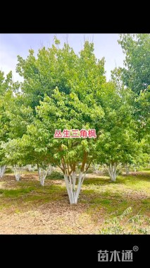 高度600厘米丛生茶条槭