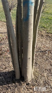 12公分丛生朴树