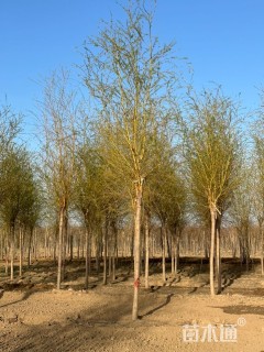 11公分金丝垂柳