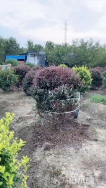 冠幅150厘米红花继木球