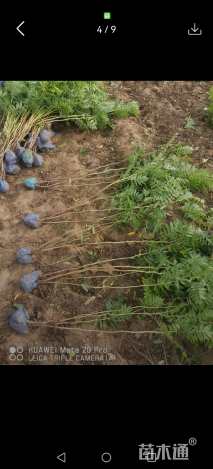 高度60厘米华北珍珠梅