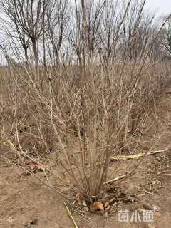 高度180厘米鸡树条