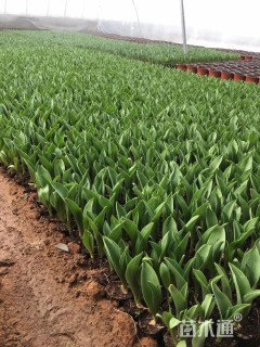 高度20厘米郁金香