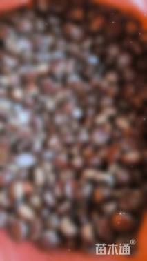 高度150厘米板栗