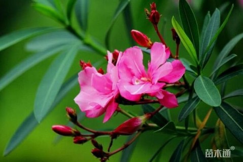 高度120厘米夹竹桃