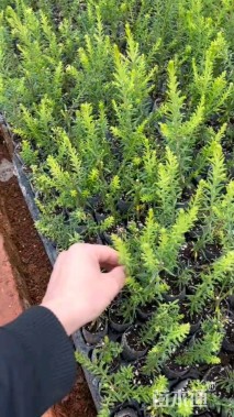 高度30厘米澳洲米花