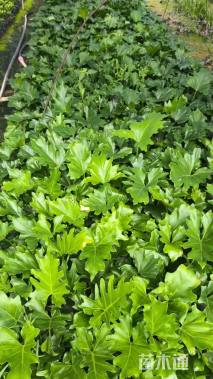 高度30厘米春羽