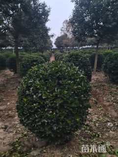 冠幅150厘米大叶黄杨球