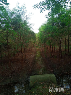 2公分墨西哥落羽杉