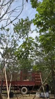 7公分紫花风铃木