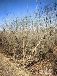 高度200厘米丛生金银木