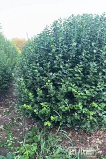 冠幅200厘米卫矛球