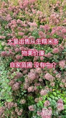 高度180厘米糯米条