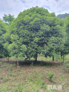 高度250厘米丛生桂花