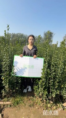 高度160厘米北海道黄杨