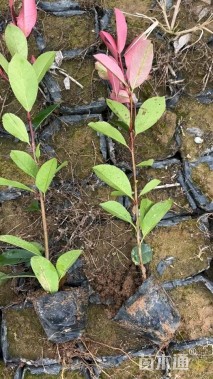 高度20厘米红叶石楠小苗