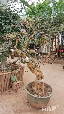 20公分造型三角梅