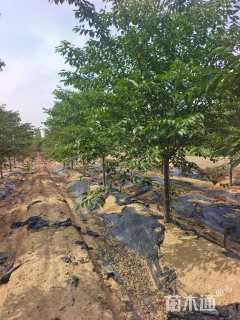 5公分染井吉野樱